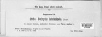 Botrytis latebricola image
